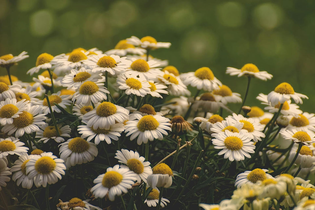 The Benefits of Chamomile Extract: A Natural Remedy for Better Sleep and More